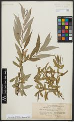 Foto von Salix alba subsp. micans (Andersson) Rech. f.
